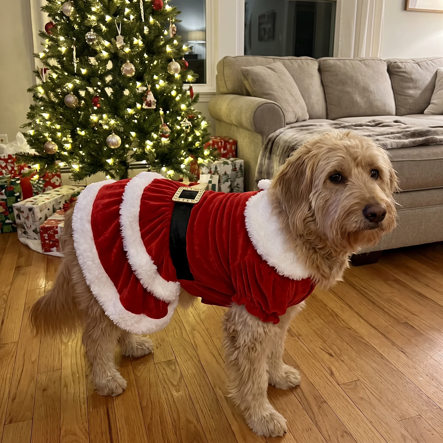 Festive Paw Christmas Dress